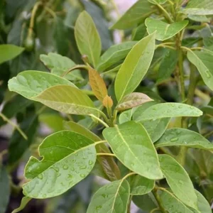 Sir Prize Avocado Tree - 3 Gallon Grafted Live Plant - Bigger Trunk - Fruit Tree - Image 3