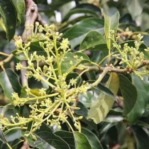 Sir Prize Avocado Tree - 3 Gallon Grafted Live Plant - Bigger Trunk - Fruit Tree - Image 4