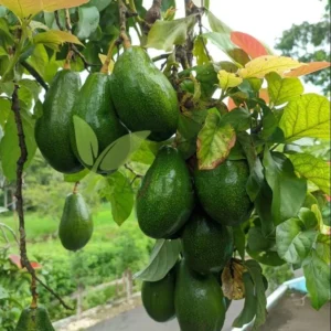 Sir Prize Avocado Tree - 3 Gallon Grafted Live Plant - Bigger Trunk - Fruit Tree - Image 5