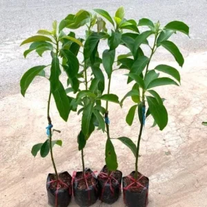 Sir Prize Avocado Tree - 3 Gallon Grafted Live Plant - Bigger Trunk - Fruit Tree - Image 6