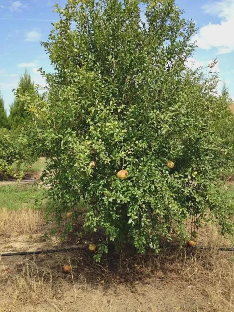 Sirenevyi Pomegranate Starter Plant - Cold Hardy Punica Granatum Live Plant - Image 2