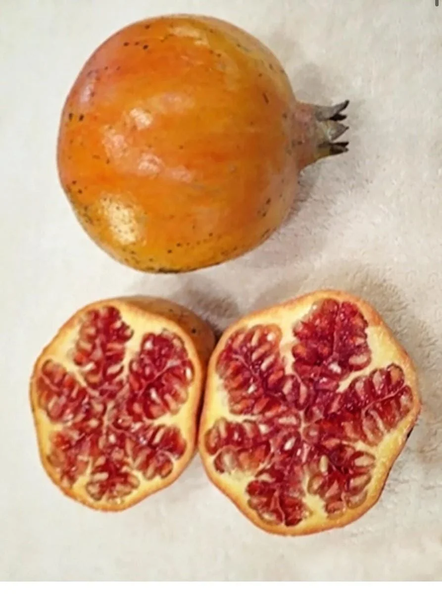 Sirenevyi Pomegranate Starter Plant - Cold Hardy Punica Granatum Live Plant - Image 3