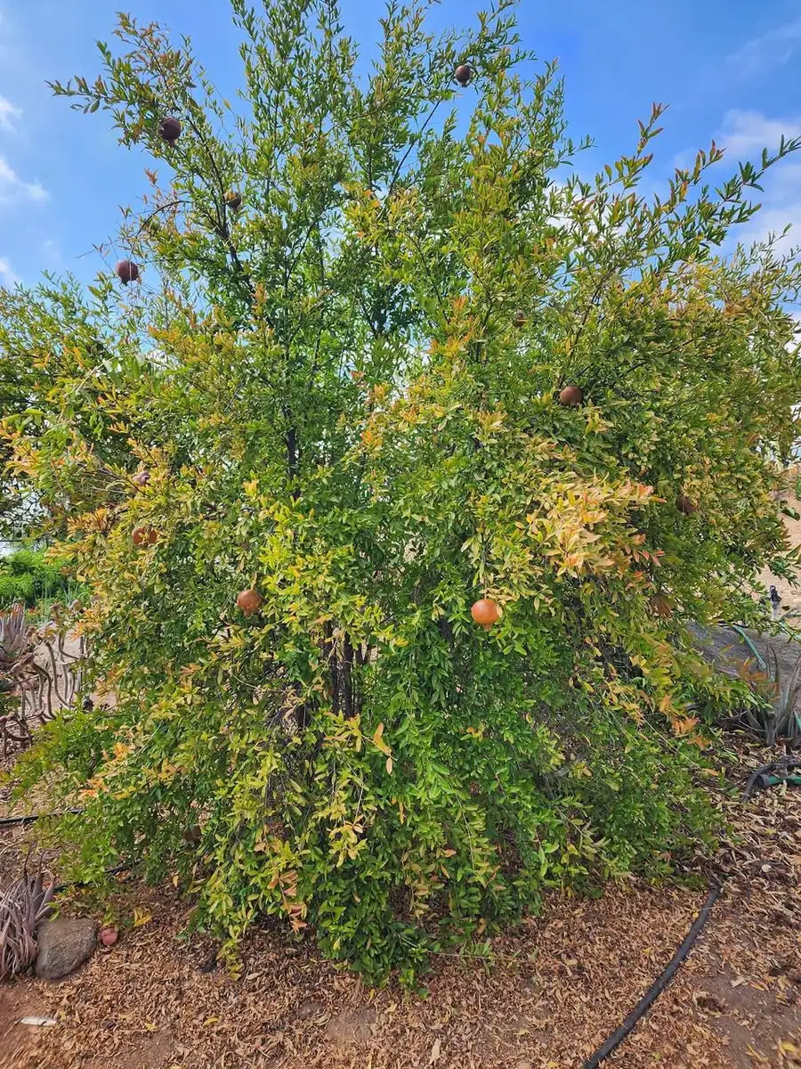 Sirenevyi Pomegranate Starter Plant - Cold Hardy Punica Granatum Live Plant - Image 4