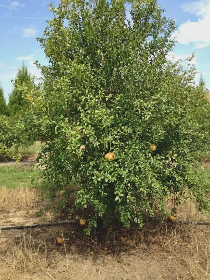 Sirenevyi Pomegranate Starter Plant - Cold Hardy Punica Granatum Live Plant - Image 7