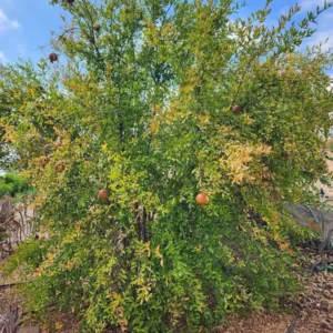 Sirenevyi Pomegranate Starter Plant - Cold Hardy Punica Granatum Live Plant - Image 8