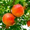 Sirenevyi Pomegranate Starter Plant - Punica Granatum 'Sirenevyi' - 5 Pack - Cold Hardy Fruit Tree - Image 1