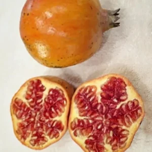 Sirenevyi Pomegranate Starter Plant - Punica Granatum 'Sirenevyi' - 5 Pack - Cold Hardy Fruit Tree - Image 6