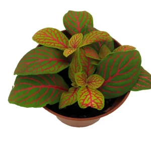 Skeleton Fittonia Nerve Plant Live Plant - Easy Houseplant - 2.5 inch Pot - Image 2