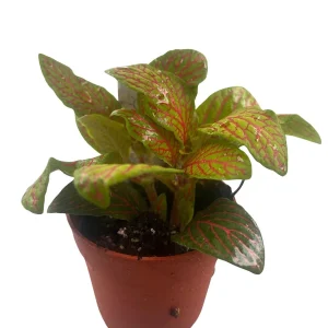 Skeleton Fittonia Nerve Plant Live Plant - Easy Houseplant - 2.5 inch Pot - Image 3
