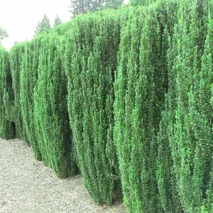 Sky Pencil Holly Live Plant – 6-12