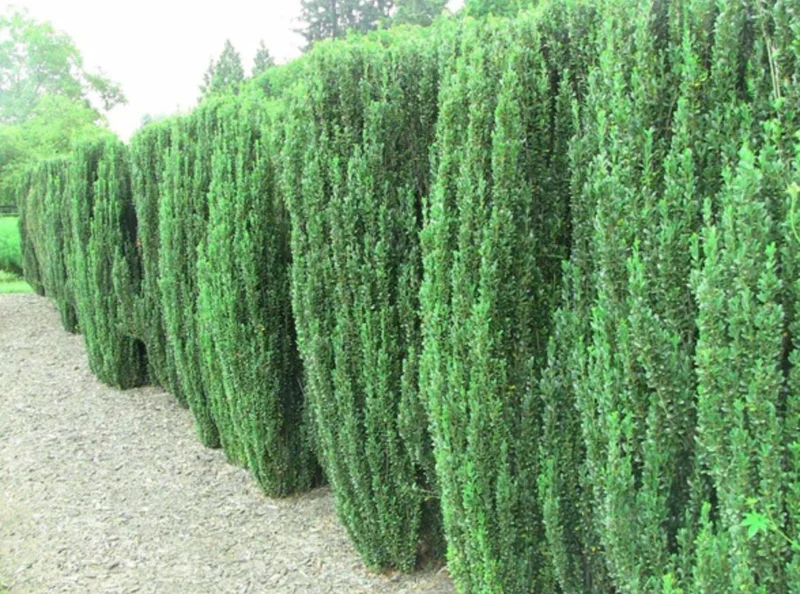 Sky Pencil Holly Live Plant – 6-12" Tall Seedling – 2.5" Pot – Evergreen Shrub - Image 10