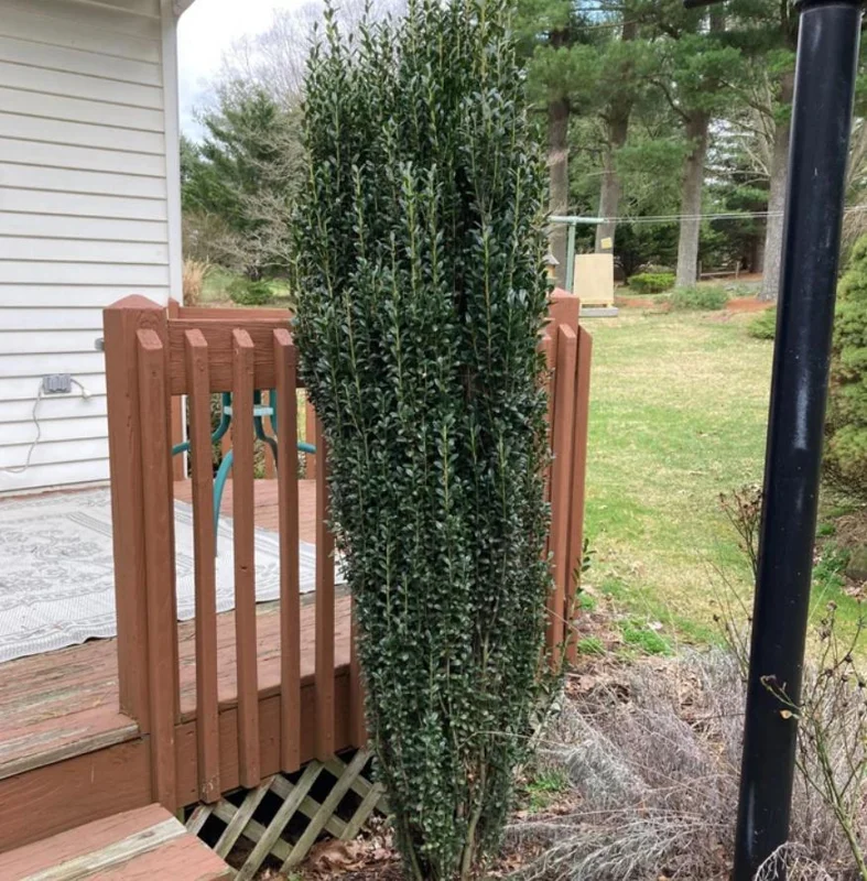 Sky Pencil Holly Live Plant – 6-12" Tall Seedling – 2.5" Pot – Evergreen Shrub - Image 2