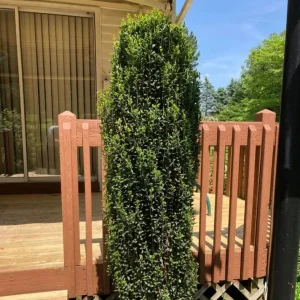 Sky Pencil Holly Live Plant – 6-12