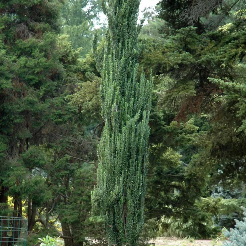 Sky Pencil Holly Live Plant – 6-12" Tall Seedling – 2.5" Pot – Evergreen Shrub - Image 4