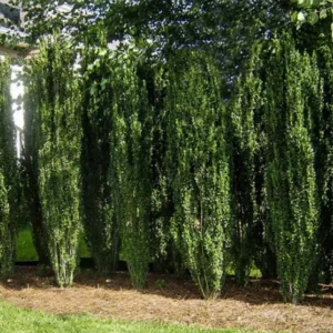 Sky Pencil Holly Live Plant – 6-12