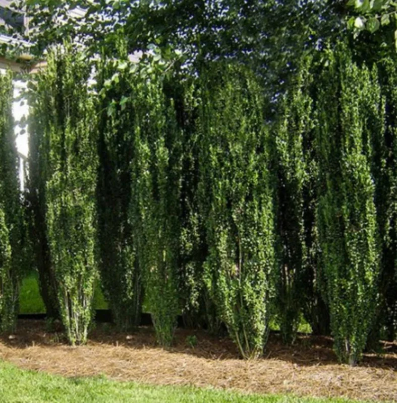 Sky Pencil Holly Live Plant – 6-12" Tall Seedling – 2.5" Pot – Evergreen Shrub - Image 5