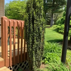 Sky Pencil Holly Live Plant – 6-12" Tall Seedling – 2.5" Pot – Evergreen Shrub - Image 1