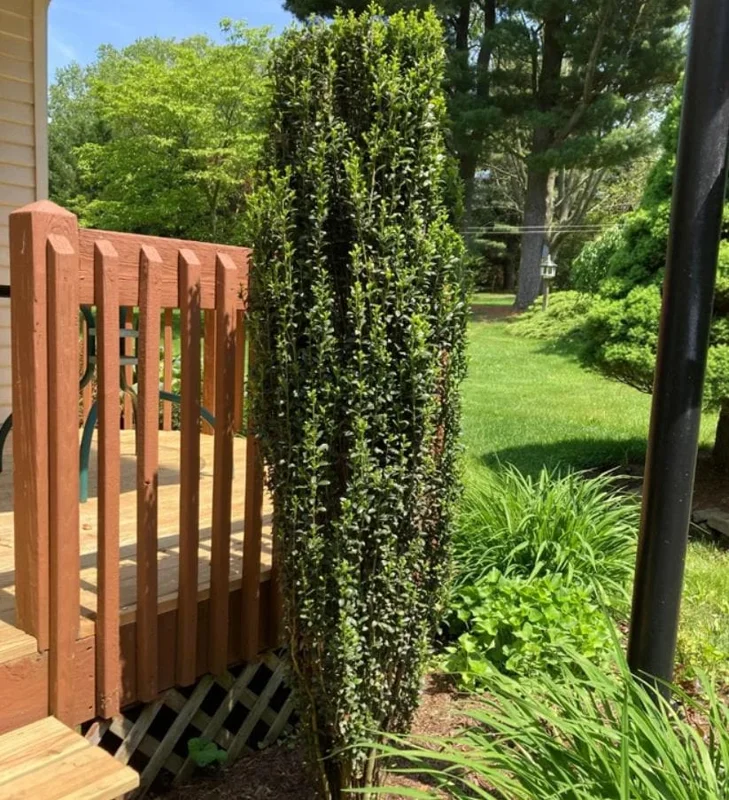 Sky Pencil Holly Live Plant – 6-12" Tall Seedling – 2.5" Pot – Evergreen Shrub - Image 1