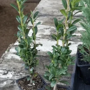 Sky Pencil Holly Live Plant – 6-12