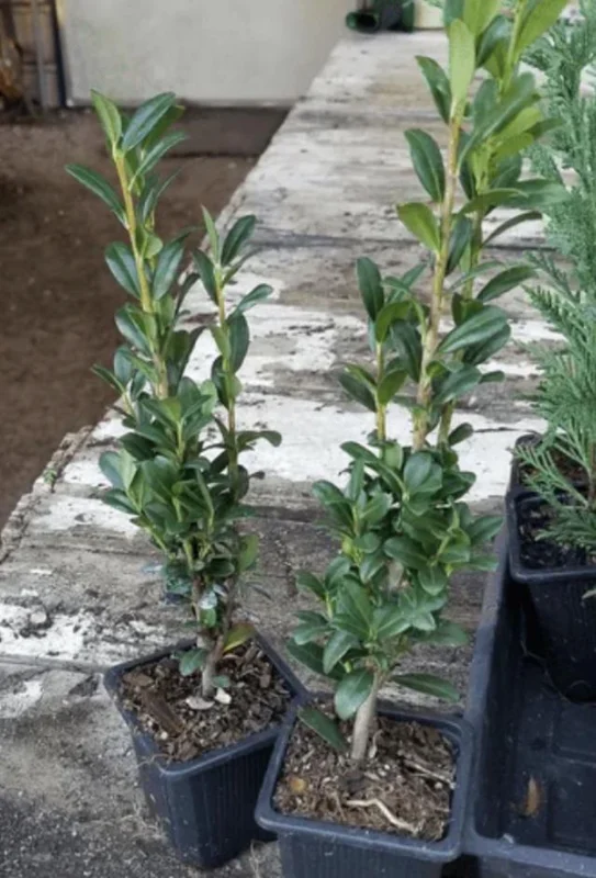 Sky Pencil Holly Live Plant – 6-12" Tall Seedling – 2.5" Pot – Evergreen Shrub - Image 7