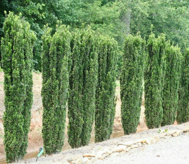 Sky Pencil Holly Live Plant – 6-12" Tall Seedling – 2.5" Pot – Evergreen Shrub - Image 8