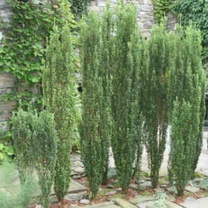 Sky Pencil Holly Live Plant – 6-12