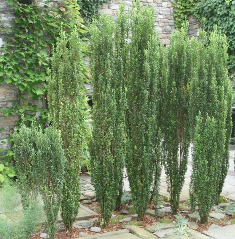 Sky Pencil Holly Live Plant – 6-12" Tall Seedling – 2.5" Pot – Evergreen Shrub - Image 9