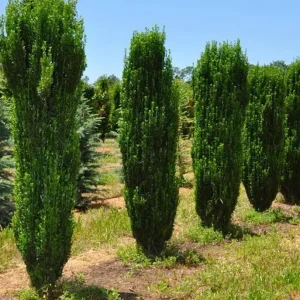 Sky Pencil Holly Live Plant – Evergreen Shrub – Quart Pot – 6-12 inch Tall – Outdoor - Image 2