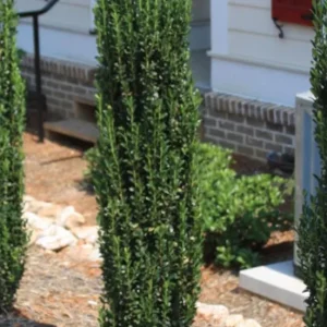 Sky Pencil Holly Live Plant – Evergreen Shrub – Quart Pot – 6-12 inch Tall – Outdoor - Image 3