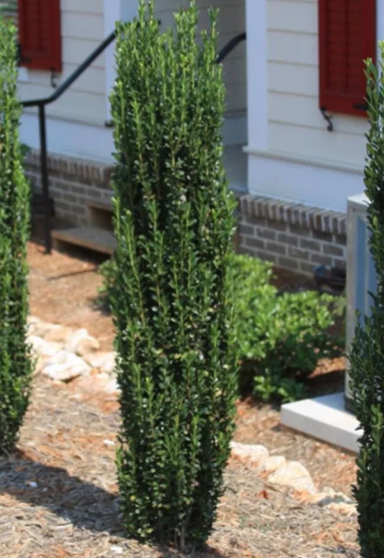 Sky Pencil Holly Live Plant – Evergreen Shrub – Quart Pot – 6-12 inch Tall – Outdoor - Image 3