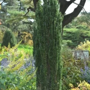 Sky Pencil Holly Live Plant – Evergreen Shrub – Quart Pot – 6-12 inch Tall – Outdoor - Image 4