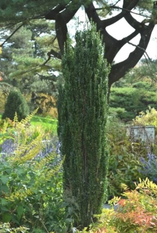 Sky Pencil Holly Live Plant – Evergreen Shrub – Quart Pot – 6-12 inch Tall – Outdoor - Image 4