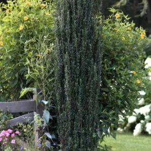 Sky Pencil Holly Live Plant – Evergreen Shrub – Quart Pot – 6-12 inch Tall – Outdoor - Image 5