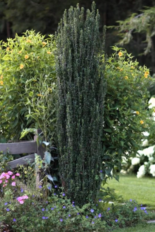 Sky Pencil Holly Live Plant – Evergreen Shrub – Quart Pot – 6-12 inch Tall – Outdoor - Image 5