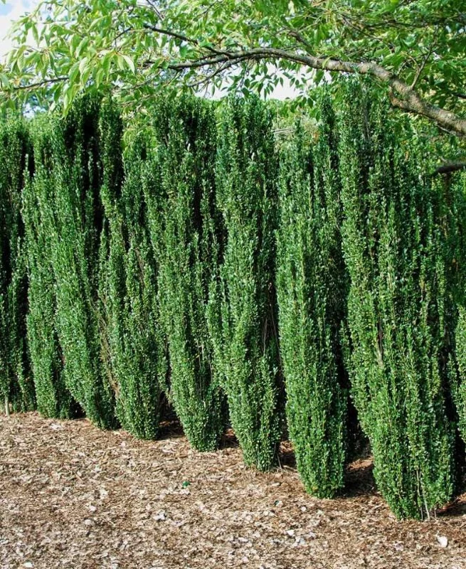 Sky Pencil Holly Live Plant – Evergreen Shrub – Quart Pot – 6-12 inch Tall – Outdoor - Image 1