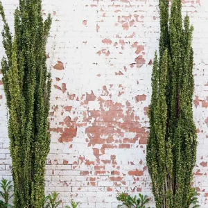 Sky Pencil Holly Live Plant – Evergreen Shrub – Quart Pot – 6-12 inch Tall – Outdoor - Image 7