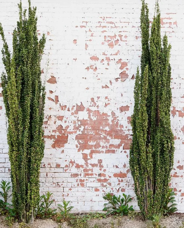 Sky Pencil Holly Live Plant – Evergreen Shrub – Quart Pot – 6-12 inch Tall – Outdoor - Image 7