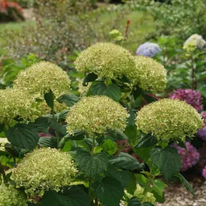 Smooth Hydrangea Perennial Live Plant - Storm Proof Incrediball - 4 inch Pot - Image 5
