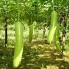Snake Gourd & Bottle Gourd Seeds - 10-20 Organic Lagenaria siceraria Vegetable Seeds - Image 1
