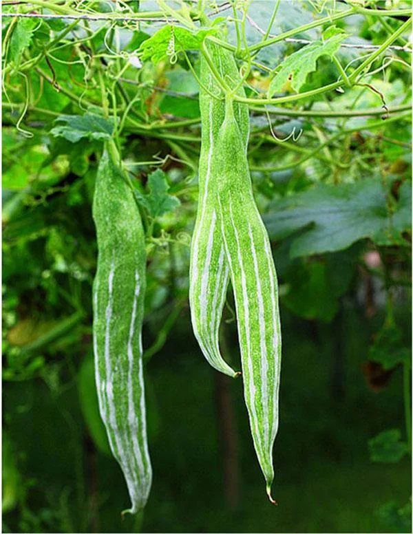 Snake Gourd Seeds - Heirloom Japanese Luffa for Edible Loofah - Non-GMO Vegetable Seeds - Image 3