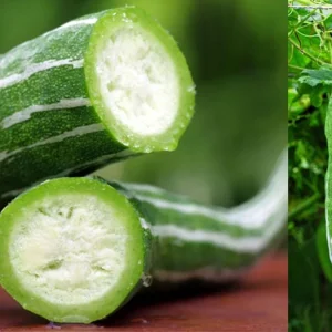 Snake Gourd Seeds - Heirloom Japanese Luffa for Edible Loofah - Non-GMO Vegetable Seeds - Image 4