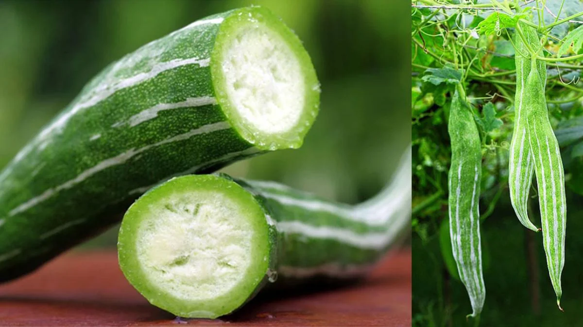 Snake Gourd Seeds - Heirloom Japanese Luffa for Edible Loofah - Non-GMO Vegetable Seeds - Image 4