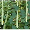 Snake Gourd Seeds - Lagenaria siceraria - 10-20 Organic Non-GMO Vegetable Seeds for Outdoor Planting - Image 1