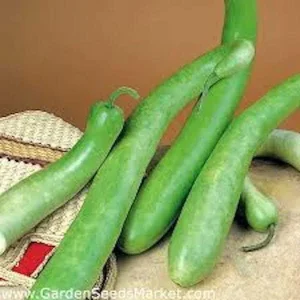 Snake Gourd Seeds - Lagenaria siceraria - 10-20 Organic Non-GMO Vegetable Seeds for Outdoor Planting - Image 2
