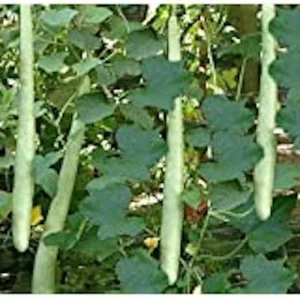 Snake Gourd Seeds - Lagenaria siceraria - 10-20 Organic Non-GMO Vegetable Seeds for Outdoor Planting - Image 1