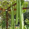 Snake Gourd Seeds - Lagenaria siceraria Bottle Gourd Seeds - 10-20 Seed Pack - Image 1