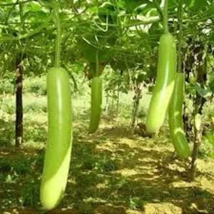 Snake Gourd Seeds - Lagenaria siceraria Bottle Gourd Seeds - 10-20 Seed Pack - Image 2