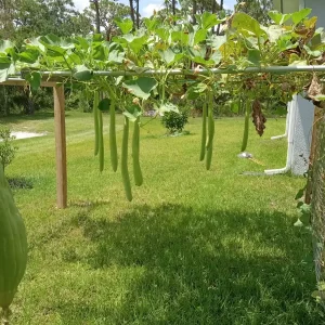 Snake Gourd Seeds - Organic Lagenaria siceraria (Bầu Dài) Vegetable Seeds - 10-20 Count - Image 2