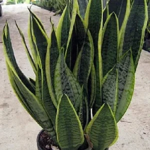Snake Plant Futura Live Houseplant – Sansevieria – 4 inch Pot – Indoor - Image 2