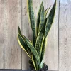 Snake Plant Laurentii Live Plant – 6 inch Pot – Indoor Air Purifier - Image 1